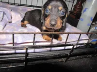BLACK & TANS GIRLS, a female Miniature Dachshund for sale in Springfield, TN – Photo 3 of 7
