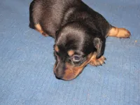 B & T FEMALE, a female Miniature Dachshund for sale in Springfield, TN – Photo 4 of 9