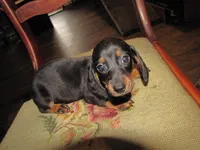 B & T  Male, a male Miniature Dachshund for sale in Springfield, TN – Photo 1 of 8