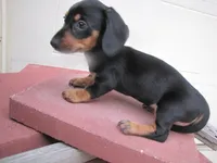 BLACK & TAN FEMALE, a female Miniature Dachshund for sale in Springfield, TN – 4 of 9