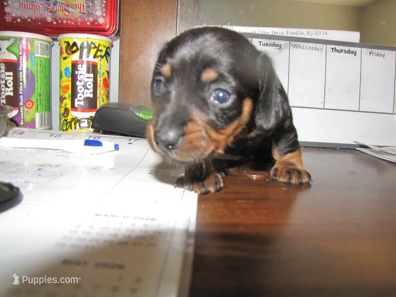 BLACK & TAN MALE – Miniature Dachshund puppy for sale in Springfield, TN