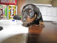 BLACK & TAN MALE, a male Miniature Dachshund for sale in Springfield, TN – 1 of 2