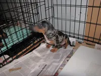 BLACK/SILVER DAPPLE GIRL, a female Miniature Dachshund for sale in Springfield, TN – 4 of 9