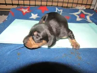 B & T FEMALE  LONG HAIR, a female Miniature Dachshund for sale in Springfield, TN – 4 of 5