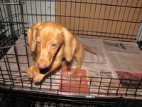 HONEY RED FEMALE, a female Miniature Dachshund for sale in Springfield, TN – 6 of 8