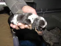 SILVER DAPPLE, a male Miniature Dachshund for sale in Springfield, TN – Photo 1 of 3