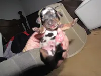 SILVER DAPPLE, a male Miniature Dachshund for sale in Springfield, TN – Photo 2 of 3