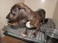 SABLE FEMALE, a female Miniature Dachshund for sale in Springfield, TN – Photo 5 of 5