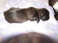 SABLE FEMALE, a female Miniature Dachshund for sale in Springfield, TN – Photo 2 of 5