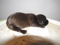 SABLE FEMALE, a female Miniature Dachshund for sale in Springfield, TN – Photo 3 of 5