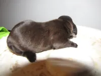 SABLE FEMALE, a female Miniature Dachshund for sale in Springfield, TN – Photo 4 of 5