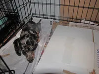 BLACK/SILVER DAPPLE GIRL, a female Miniature Dachshund for sale in Springfield, TN – 8 of 9