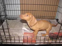 HONEY RED FEMALE, a female Miniature Dachshund for sale in Springfield, TN – 5 of 8
