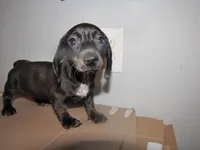 SABLE FEMALE, a female Miniature Dachshund for sale in Springfield, TN – 1 of 6
