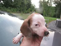WHITE & tan female, a female Miniature Dachshund for sale in Springfield, TN – 5 of 9