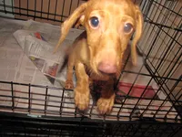 HONEY RED FEMALE, a female Miniature Dachshund for sale in Springfield, TN – 8 of 8