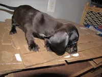 SABLE FEMALE, a female Miniature Dachshund for sale in Springfield, TN – 6 of 6