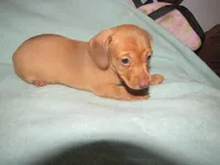 HONEY RED FEMALE, a female Miniature Dachshund for sale in Springfield, TN – 8 of 9