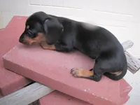 BLACK & TAN FEMALE, a female Miniature Dachshund for sale in Springfield, TN – 2 of 9