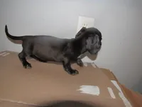 SABLE FEMALE, a female Miniature Dachshund for sale in Springfield, TN – 2 of 6