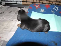 B & T FEMALE  LONG HAIR, a female Miniature Dachshund for sale in Springfield, TN – 5 of 5