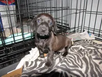 SOLID GREY FEMALE, a female Miniature Dachshund for sale in Springfield, TN – 6 of 7