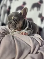 Harper, a female French Bulldog for sale in Ringgold, GA – Photo 6 of 7