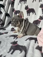 Harper, a female French Bulldog for sale in Ringgold, GA – Photo 3 of 7