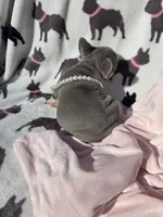 Harper, a female French Bulldog for sale in Ringgold, GA – Photo 2 of 7