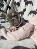 Harper, a female French Bulldog for sale in Ringgold, GA – Photo 1 of 7