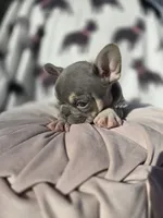 Harper, a female French Bulldog for sale in Ringgold, GA – Photo 5 of 7