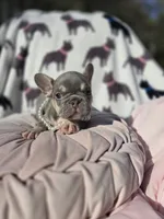 Harper, a female French Bulldog for sale in Ringgold, GA – Photo 7 of 7