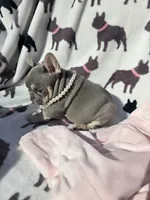 Harper, a female French Bulldog for sale in Ringgold, GA – Photo 4 of 7