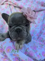 Chloe, a female French Bulldog for sale in Ringgold, GA – Photo 3 of 6