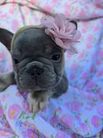 Chloe, a female French Bulldog for sale in Ringgold, GA – Photo 6 of 6