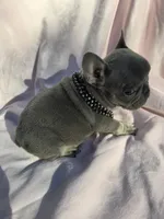 Chloe, a female French Bulldog for sale in Ringgold, GA – Photo 2 of 6