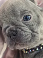 Chloe, a female French Bulldog for sale in Ringgold, GA – Photo 5 of 6