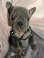 Chloe, a female French Bulldog for sale in Ringgold, GA – Photo 4 of 6