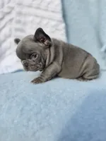 King, a male French Bulldog for sale in Ringgold, GA – Photo 10 of 10