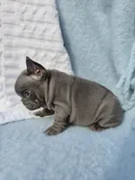 King, a male French Bulldog for sale in Ringgold, GA – Photo 9 of 10