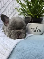 King, a male French Bulldog for sale in Ringgold, GA – Photo 1 of 10