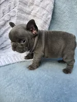 King, a male French Bulldog for sale in Ringgold, GA – Photo 7 of 10