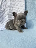 King, a male French Bulldog for sale in Ringgold, GA – Photo 8 of 10