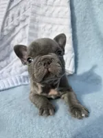 King, a male French Bulldog for sale in Ringgold, GA – Photo 5 of 10