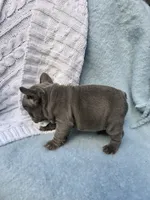 King, a male French Bulldog for sale in Ringgold, GA – Photo 2 of 10