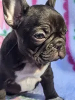 Cocco, a female French Bulldog for sale in Ringgold, GA – Photo 3 of 8