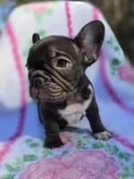 Cocco, a female French Bulldog for sale in Ringgold, GA – Photo 8 of 8