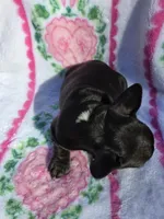 Cocco, a female French Bulldog for sale in Ringgold, GA – Photo 4 of 8