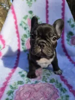 Cocco, a female French Bulldog for sale in Ringgold, GA – Photo 2 of 8