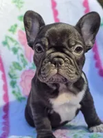 Cocco, a female French Bulldog for sale in Ringgold, GA – Photo 5 of 8